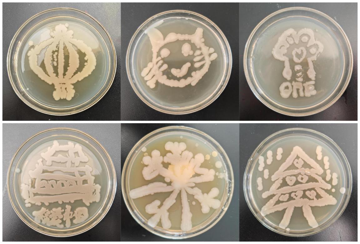 食品工程学院首届“微生物实验技能竞赛”圆满结束 食品工程学院首届“微生物实验技能竞赛”圆满结束